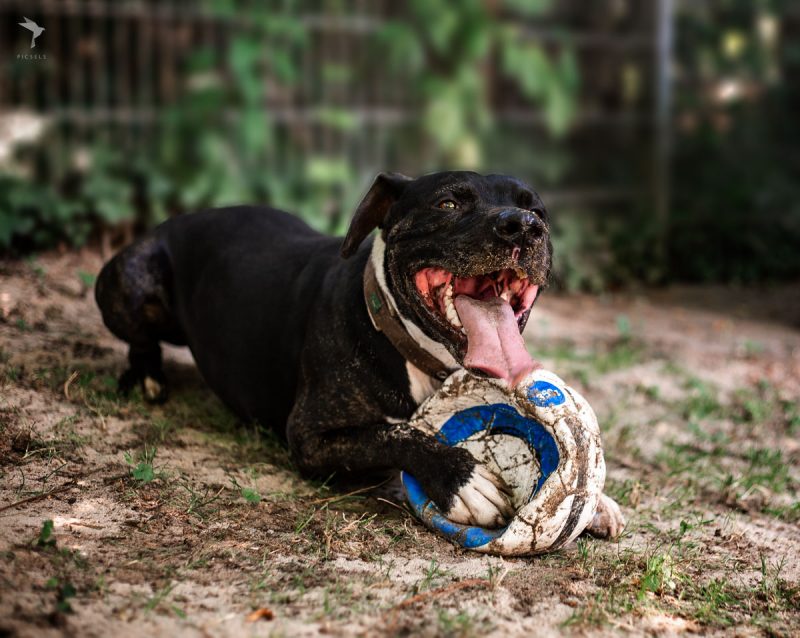 Unsere Hunde Tierheim Weinheim