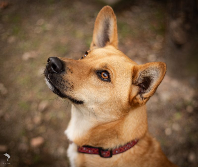 Unsere Hunde Tierheim Weinheim