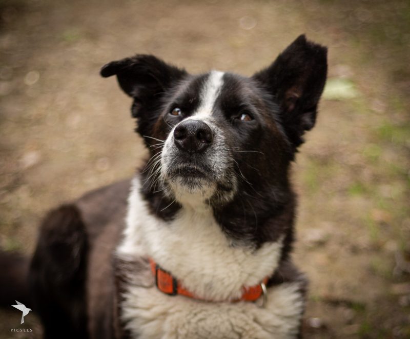 Unsere Hunde Tierheim Weinheim