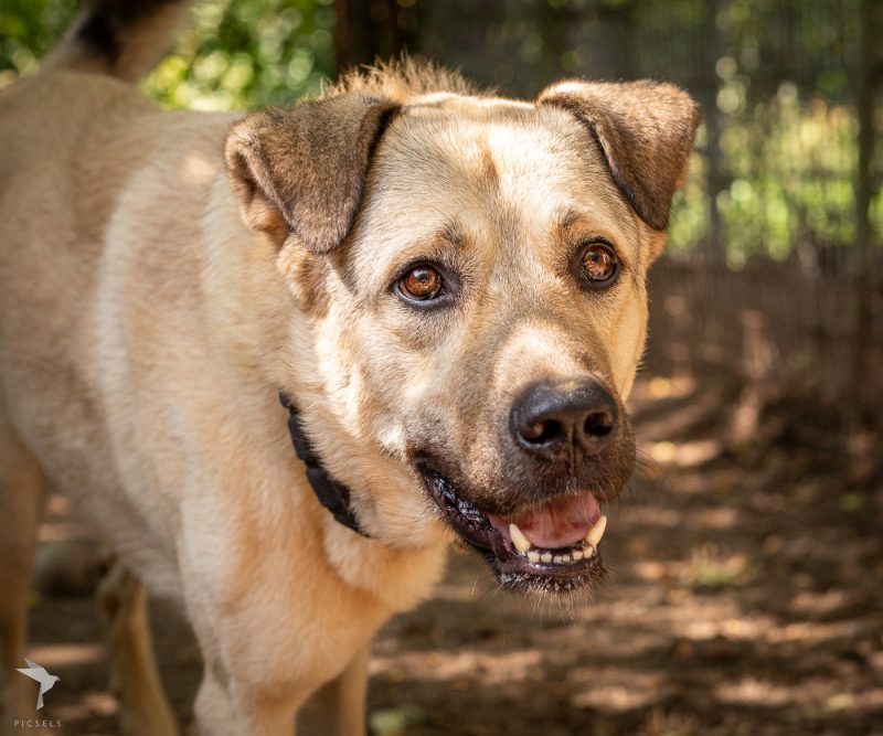 Unsere Hunde Tierheim Weinheim