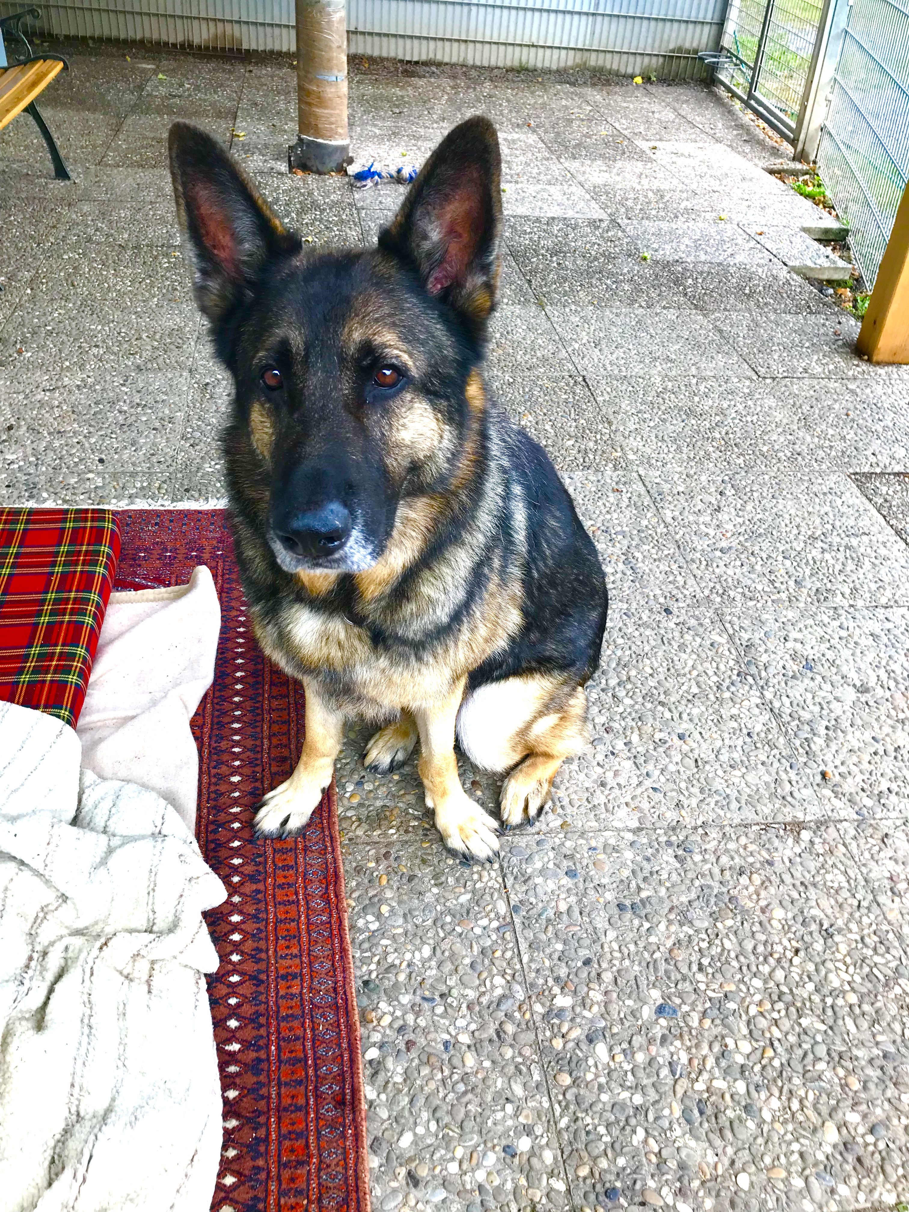 Mäx Tierheim Weinheim