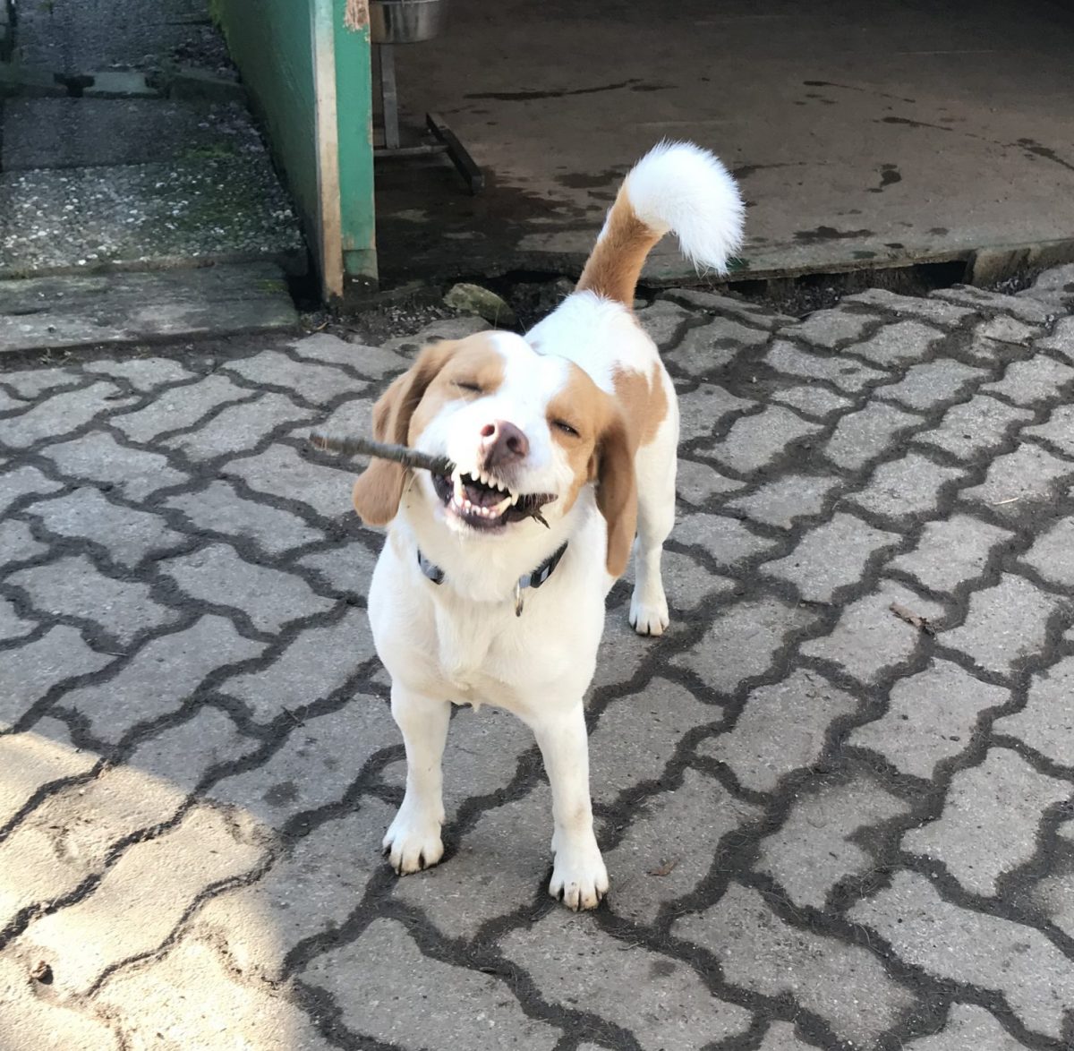 Unsere Hunde Tierheim Weinheim