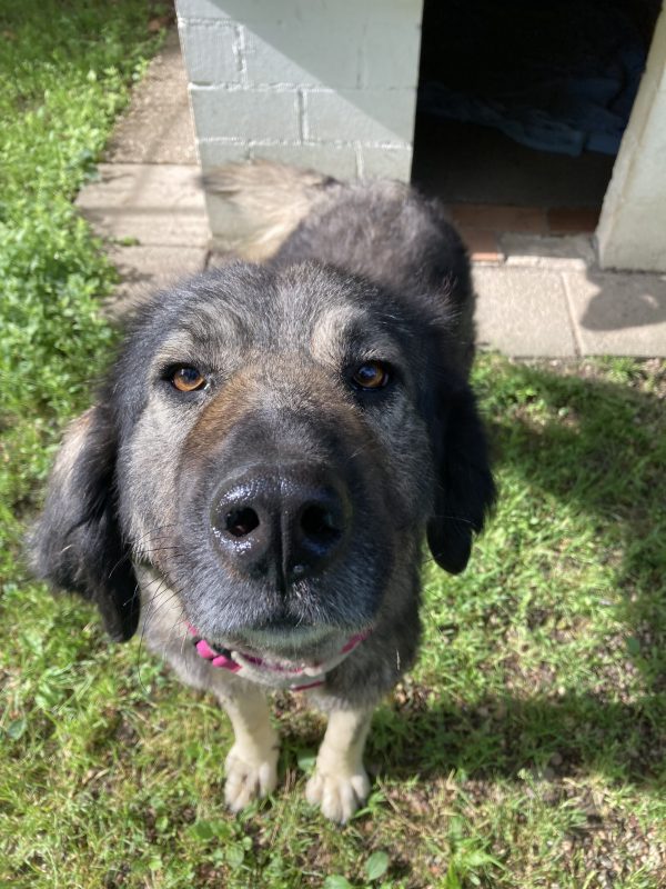 Unsere Hunde Tierheim Weinheim