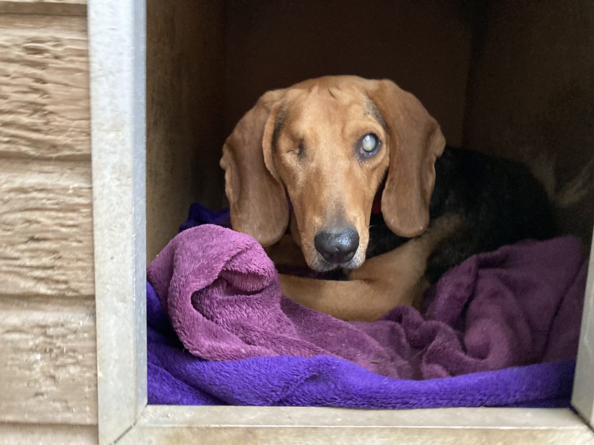 Unsere Hunde Tierheim Weinheim