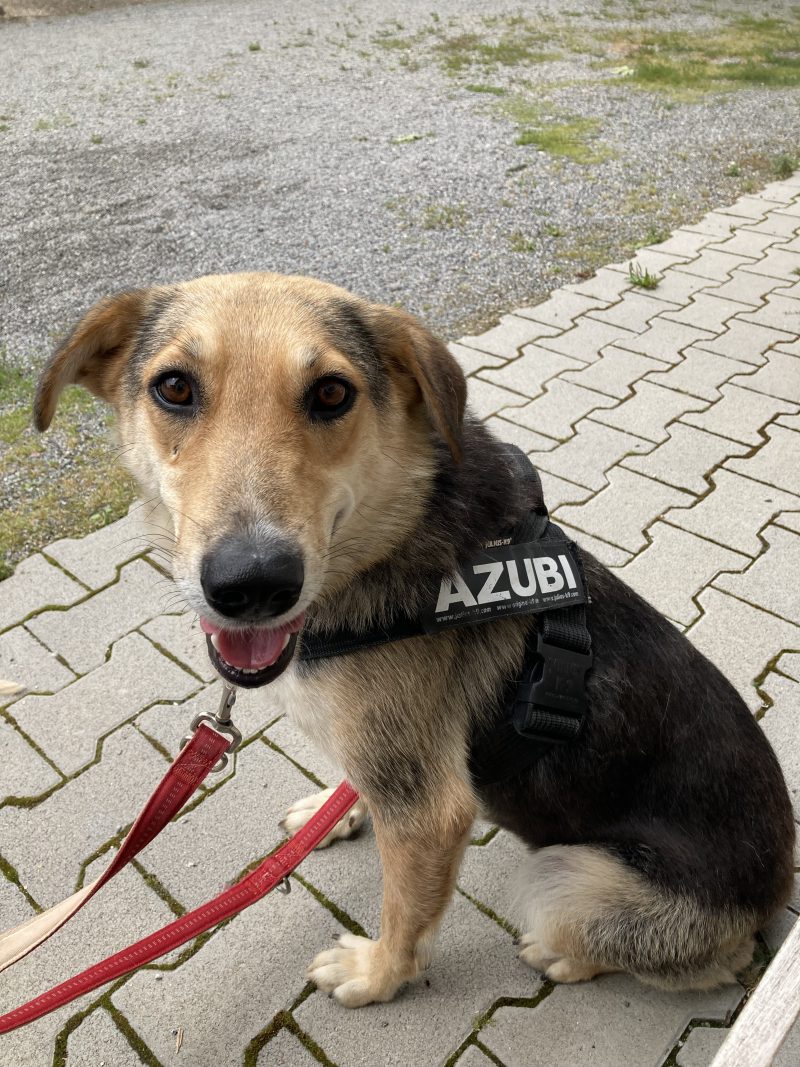 Unsere Hunde Tierheim Weinheim