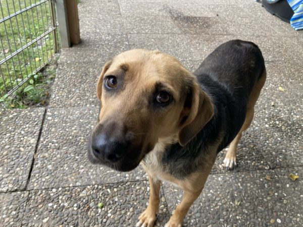 Unsere Hunde Tierheim Weinheim