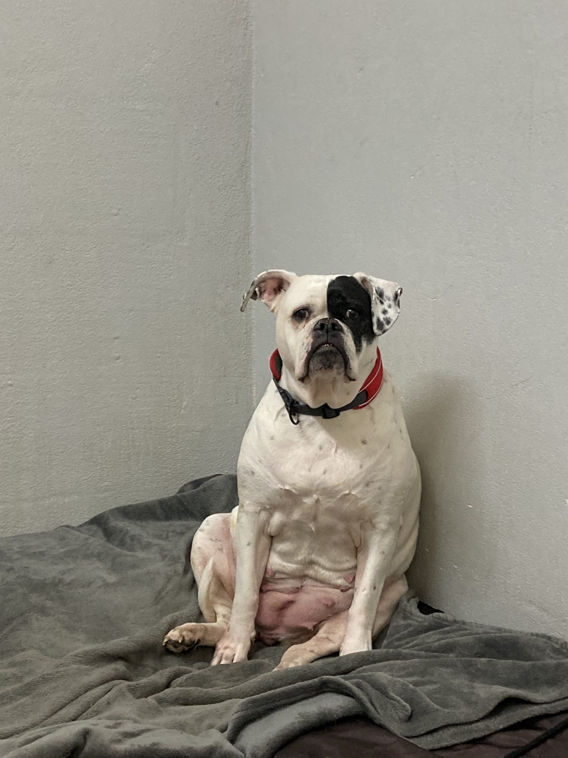 Shiva - Englische Bulldogge - Bild 3