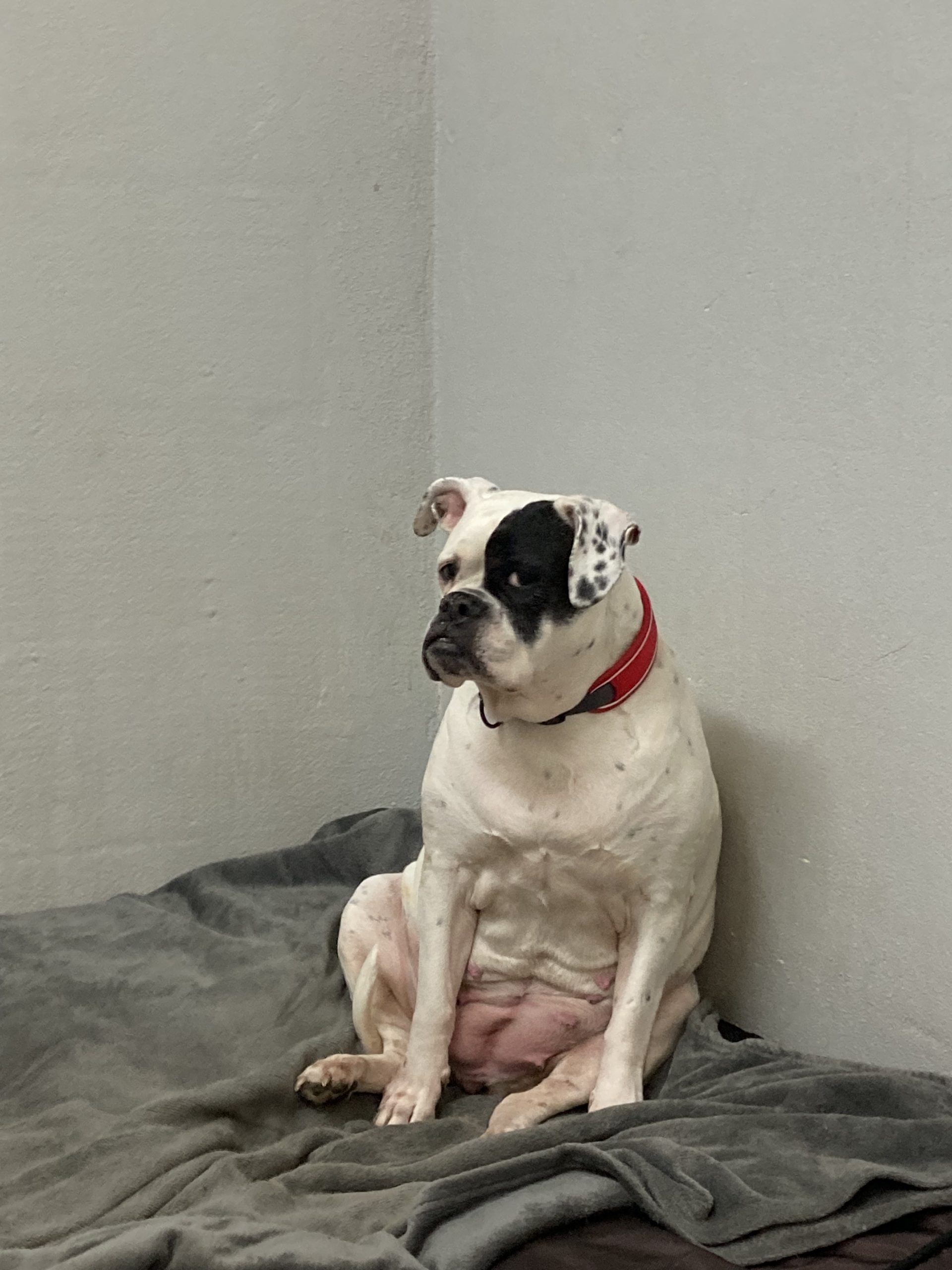 Shiva - Englische Bulldogge - Bild 2