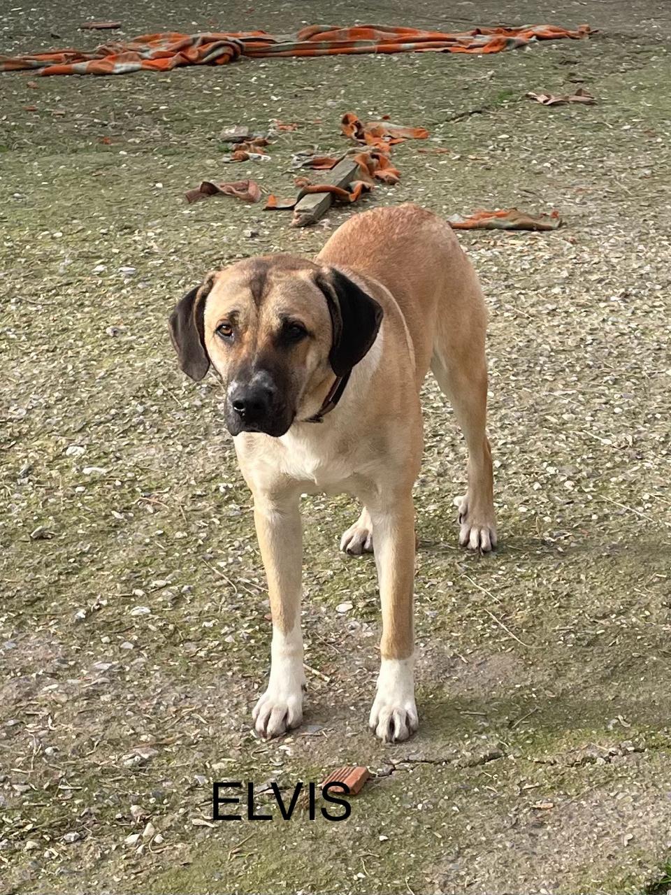 Deutsche Dogge-Mix Elvis