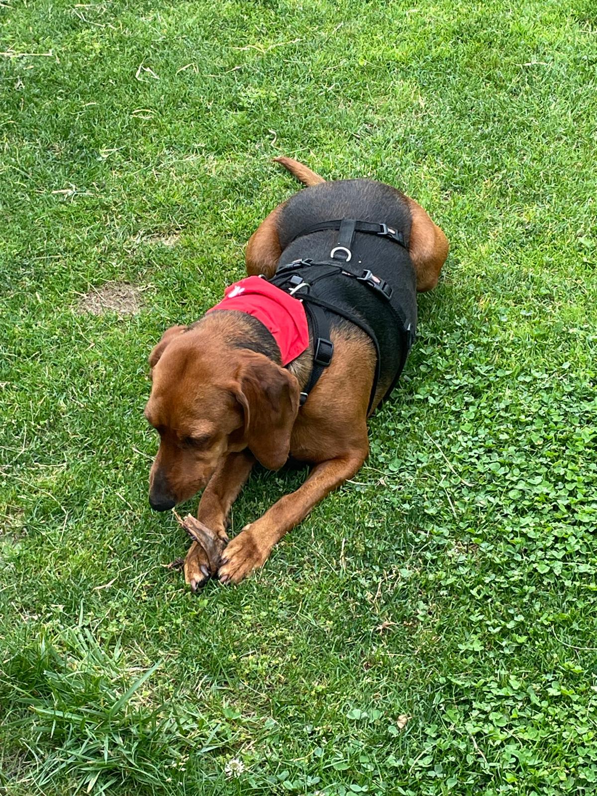 Deutsche Bracke-Mix Lotte