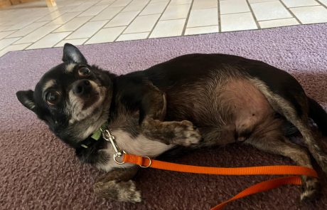 Mailo - Chihuahua - Bild 2