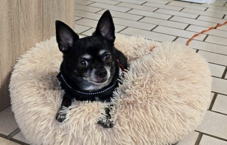 Mailo - Chihuahua - Bild 6