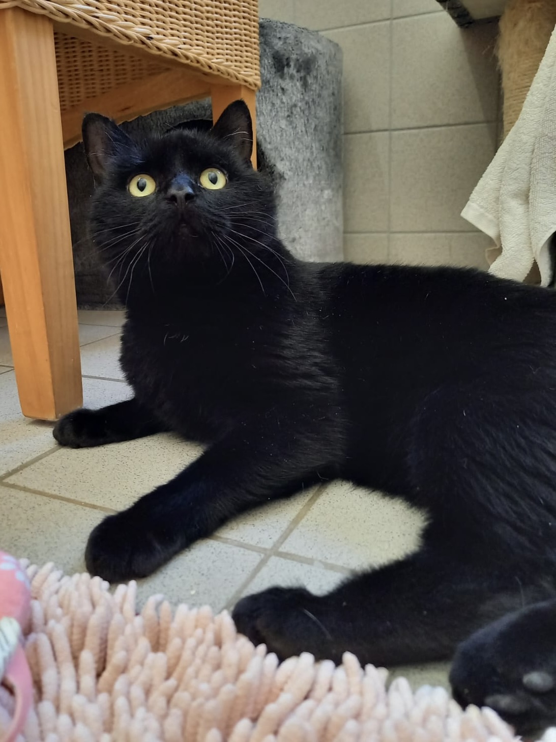 10cfeaa4-720d-4b39-ad84-9440e67485ff