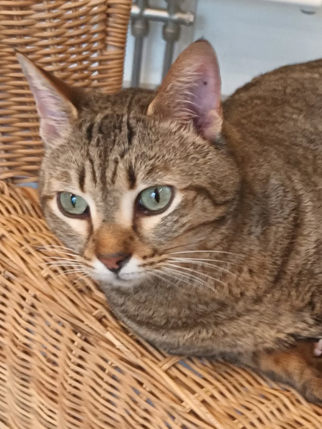 645814093_18085500767520789_6743178529054844852_n