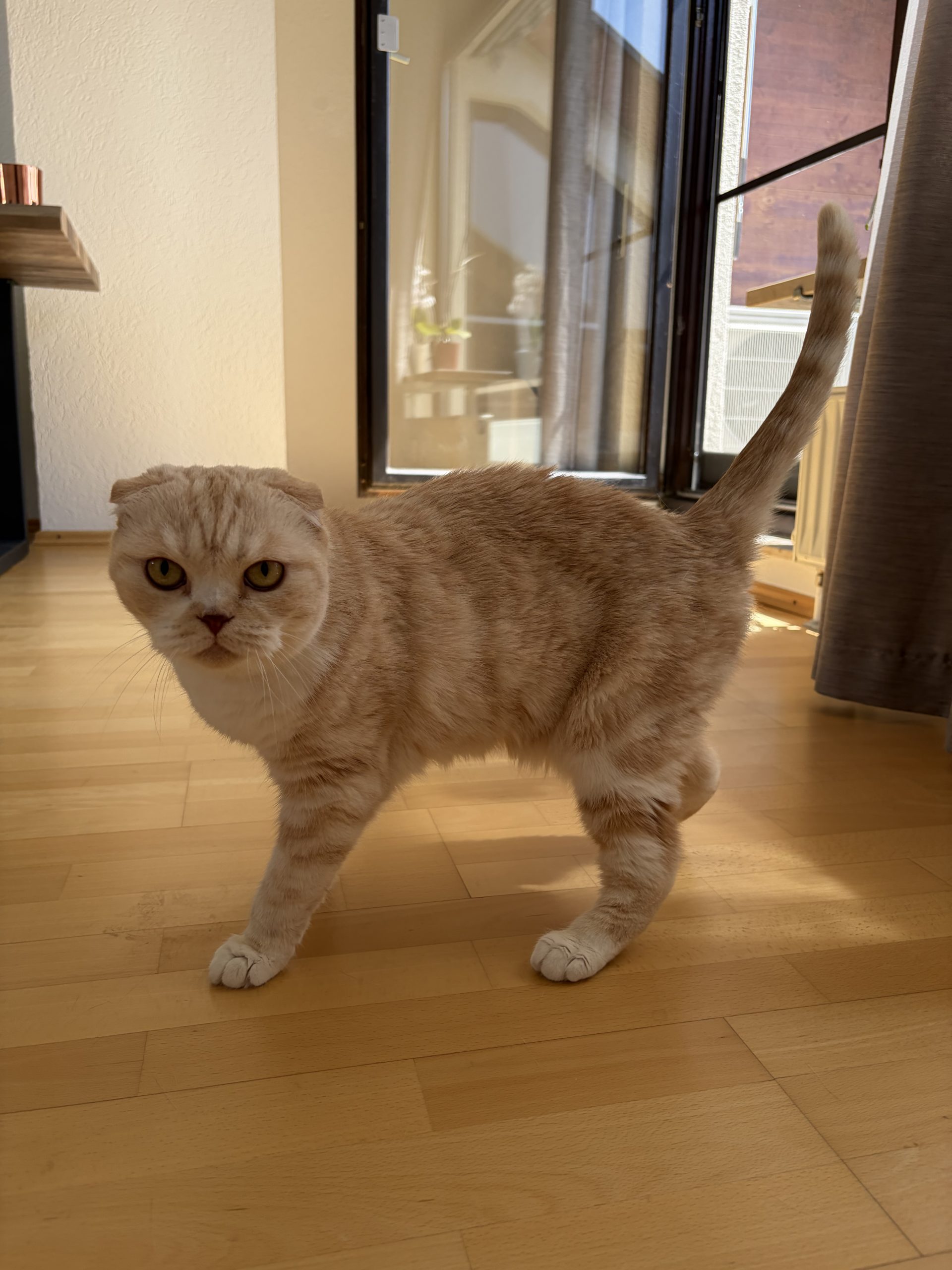 Katze1