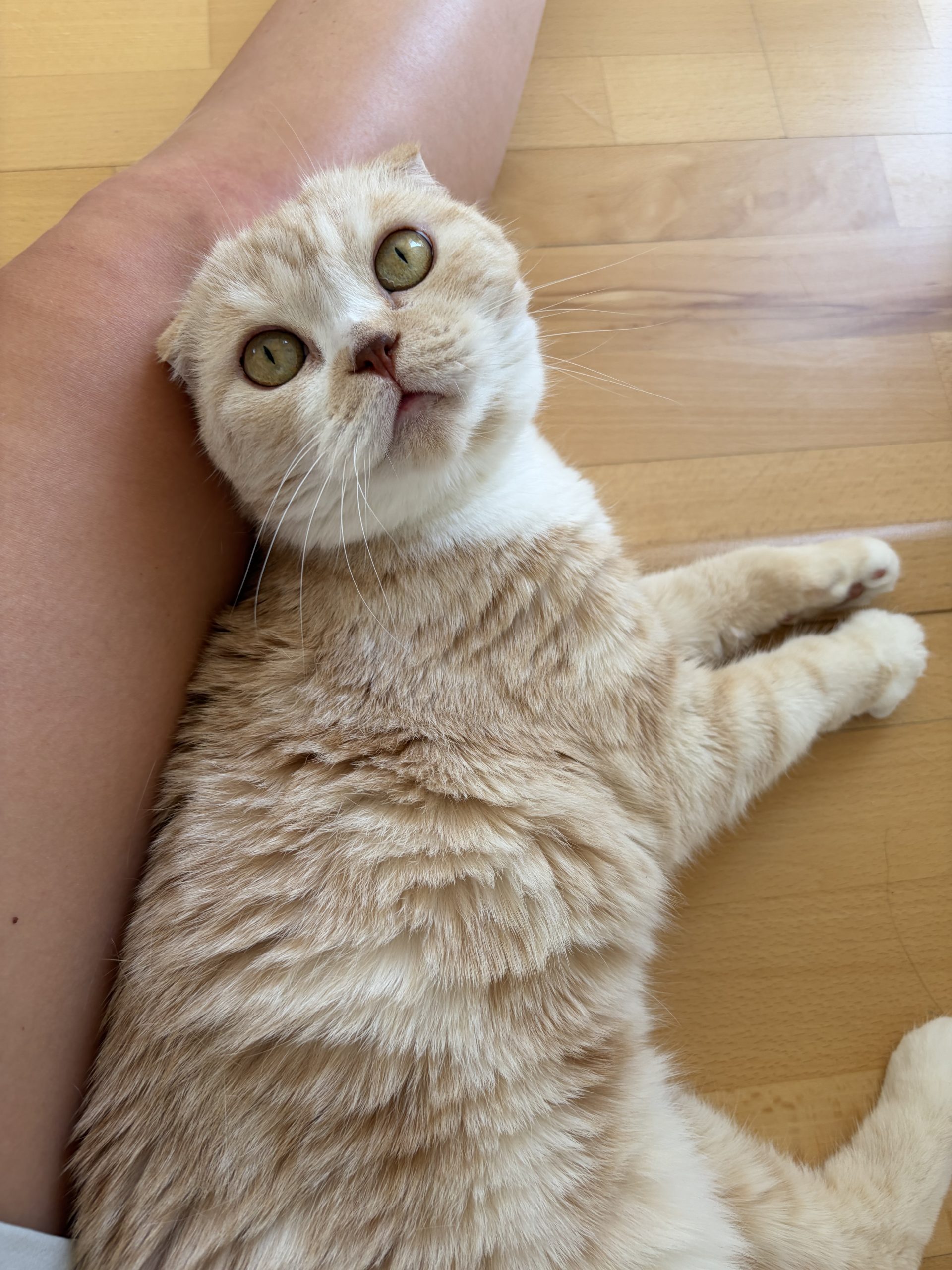 Katze2
