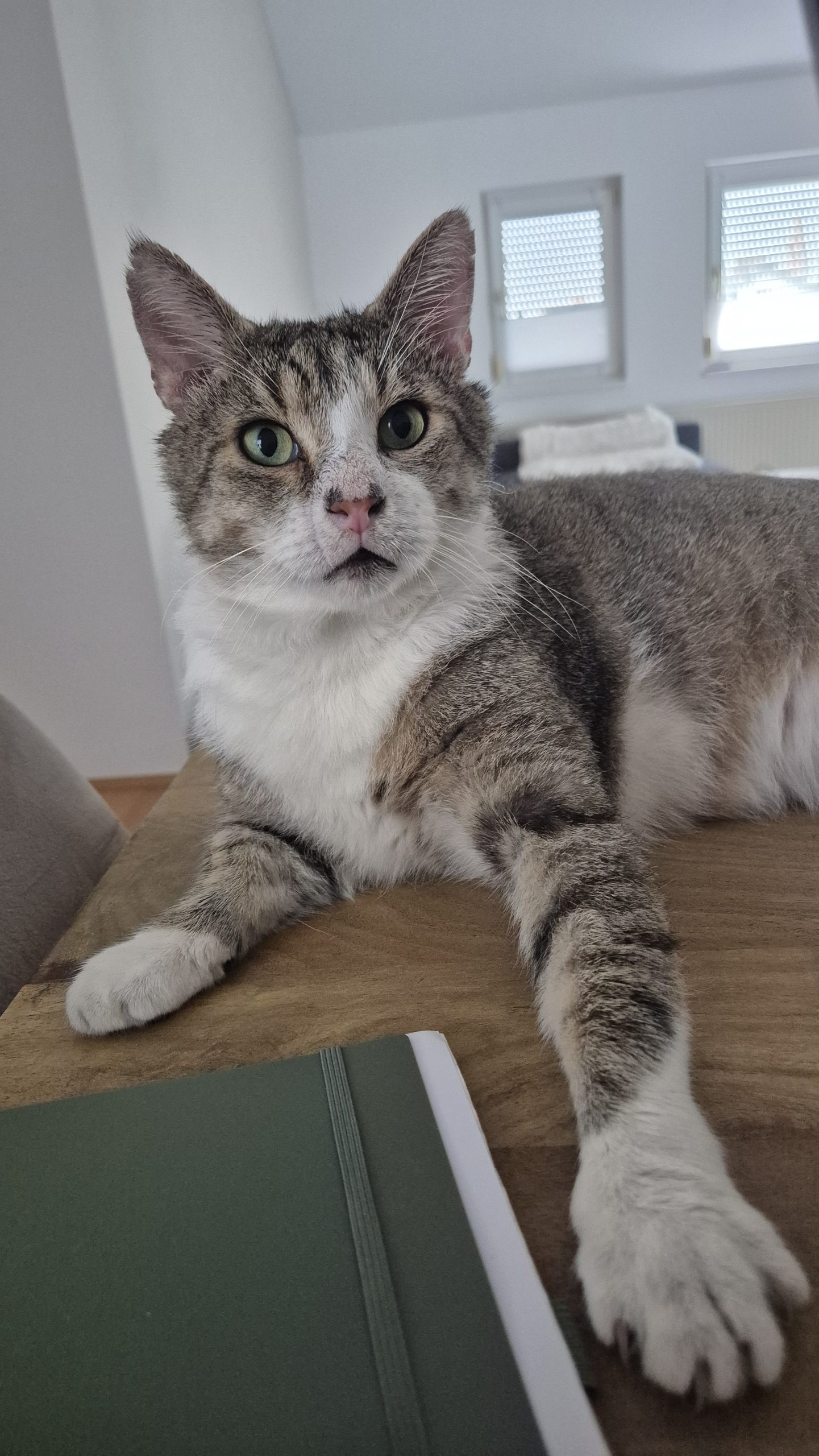 Tom, männlich/weiblich – Tierheim Weinheim