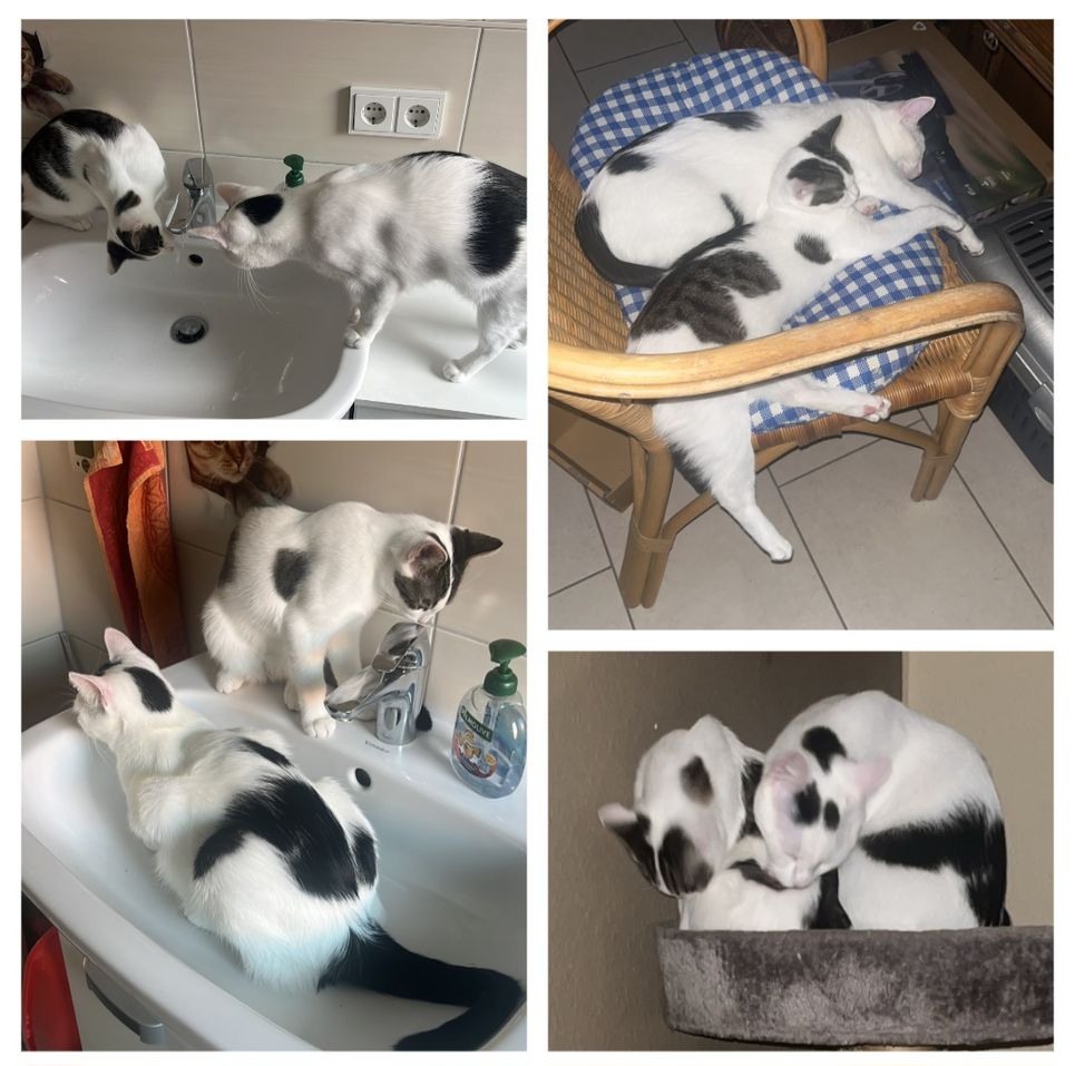 Leo & Bella, Leo und Bella – Vermittlungshilfe – Tierheim Weinheim