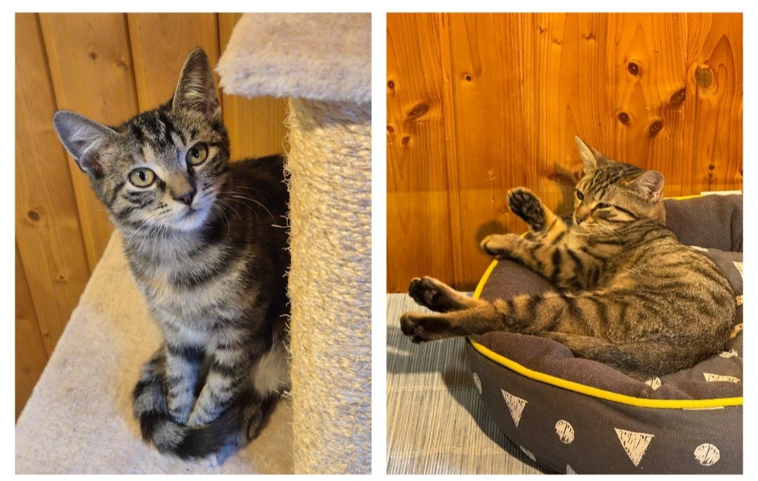 Micky und Jerry, – Vermittlungshilfe – Tierheim Weinheim