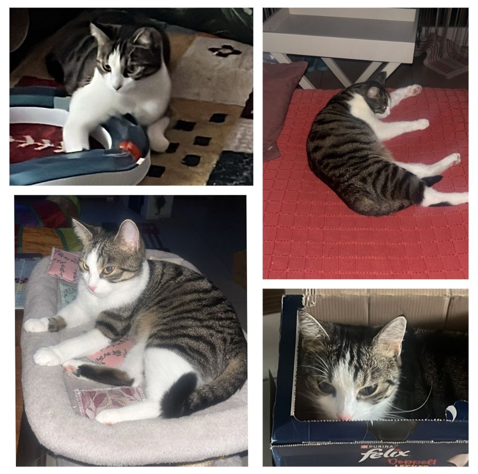 Mimi, männlich/weiblich – Tierheim Weinheim