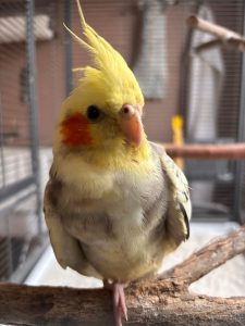 Tweety