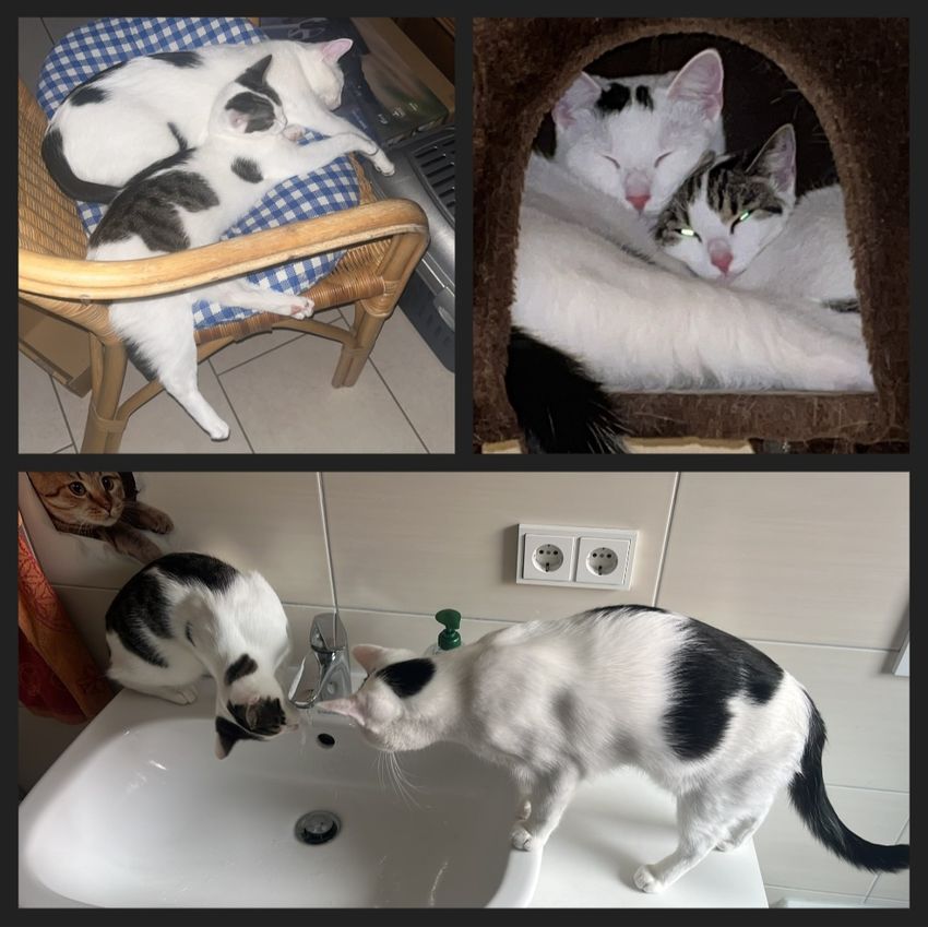 collageleobellaneu